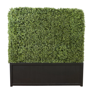 Boxwood Hedge 4'