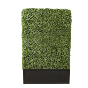 Boxwood Hedge 7'